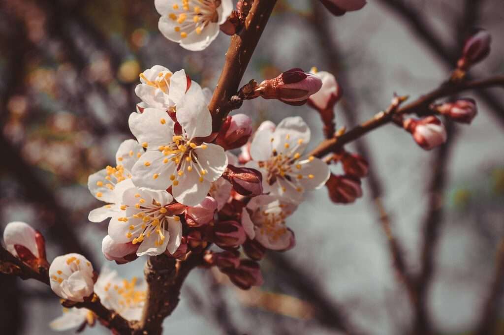 flower 3364917 1280 1024x681 - Tipps für die Pflege von Obstbäumen: Ernten Sie Ihre Früchte selbst!