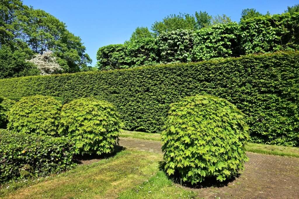 shorn hedge 3392367 1280 1024x682 - Winterharte Pflanzen: Die besten Tipps für Ihren Garten im Winter